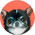 Chihuahua Mix